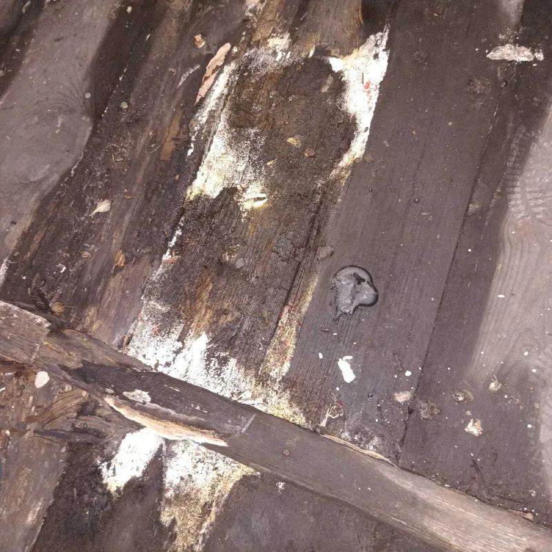 grzyb na drewnianej podłodze