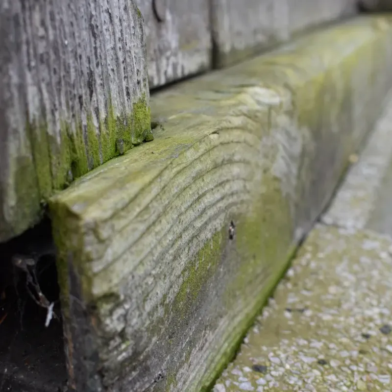 grzyby na konstrukcji drewnianej